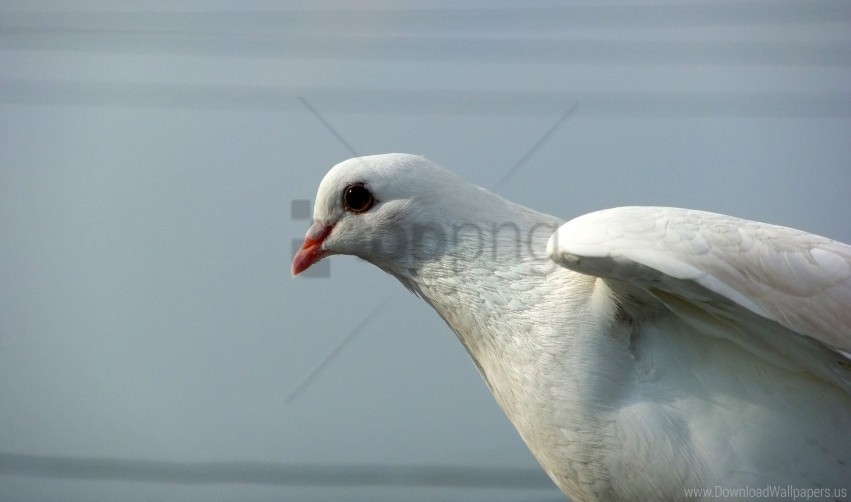 bird feather light pigeon wallpaper background best stock photos - Image ID 160783
