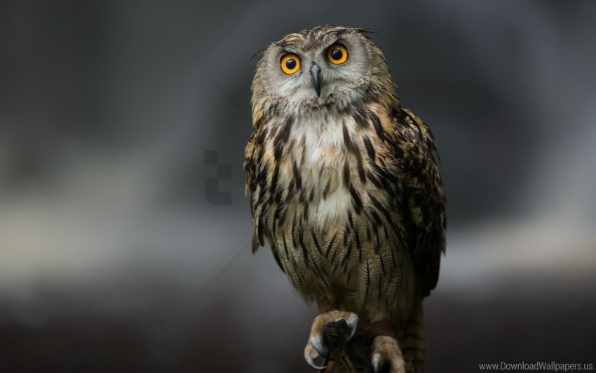 bird feathers owl predator sitting wallpaper background best stock photos - Image ID 150091
