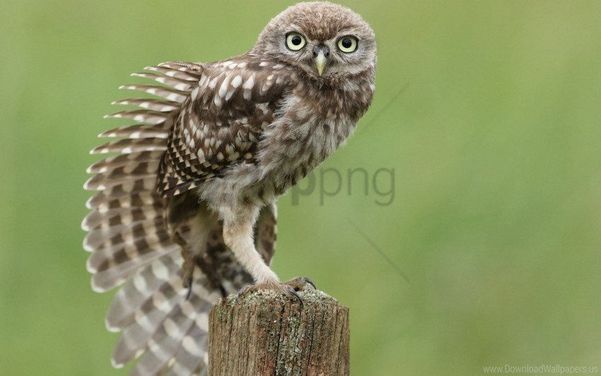 bird feathers owl sitting stretching tree stump wing wallpaper background best stock photos - Image ID 149468
