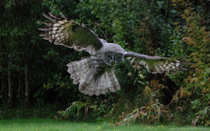 bird flap flight owl predator wings wallpaper background best stock photos - Image ID 151273