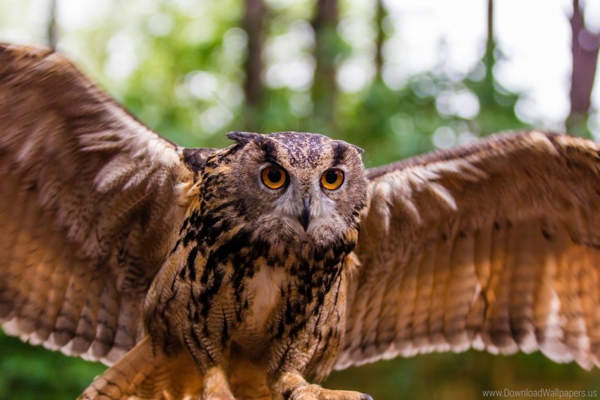 bird flap owl predator wings wallpaper background best stock photos - Image ID 148783
