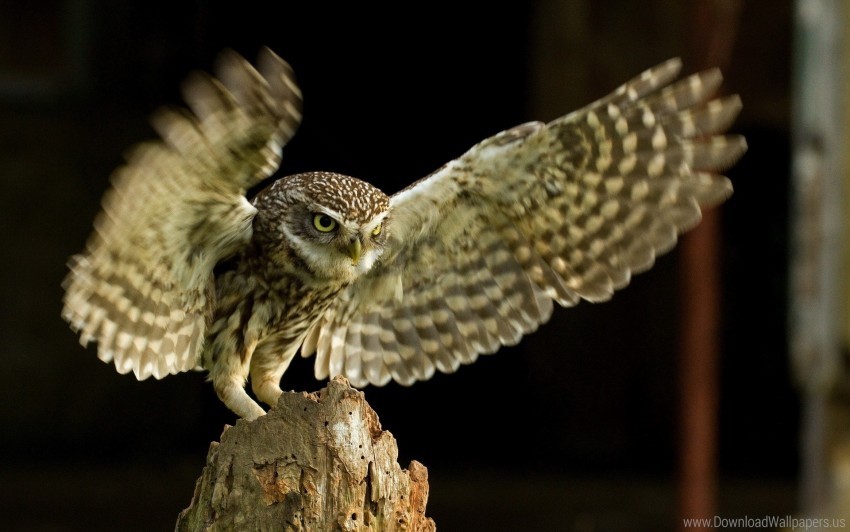 bird flap owl wings wallpaper background best stock photos - Image ID 147048