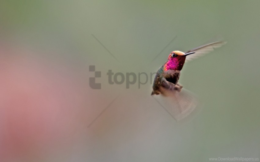 bird flapping hummingbird wings wallpaper background best stock photos - Image ID 160164