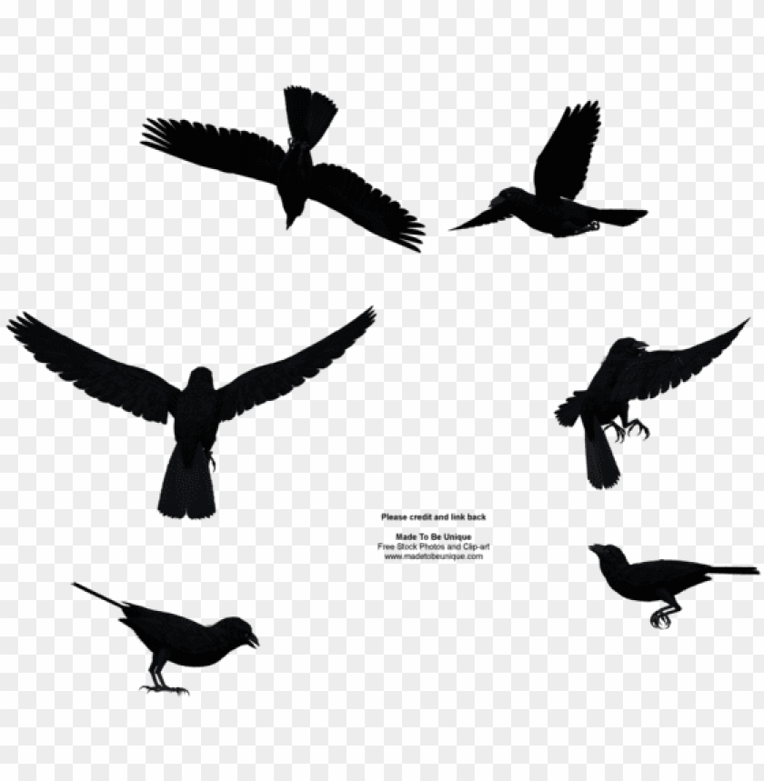 bird flying from above PNG image with transparent background | TOPpng
