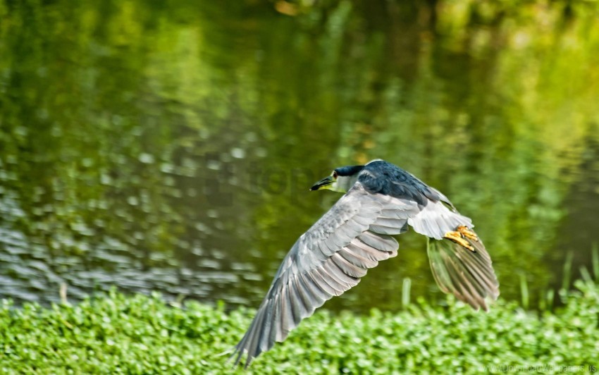 bird flying grass wallpaper background best stock photos - Image ID 160245