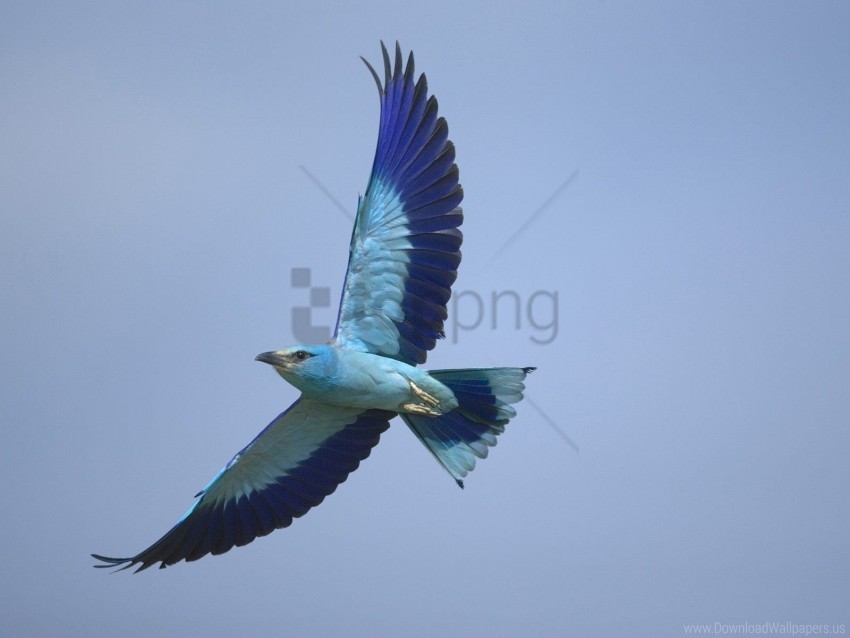Bird Flying Sky Wings Wallpaper Background Best Stock Photos Toppng