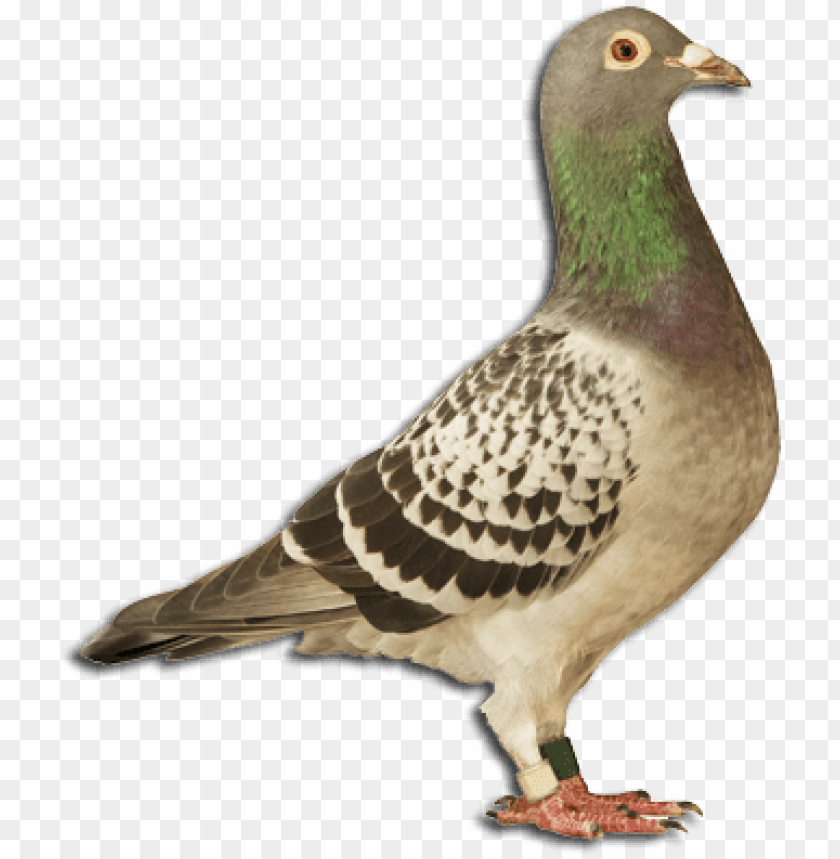 bird full body PNG image with transparent background@toppng.com