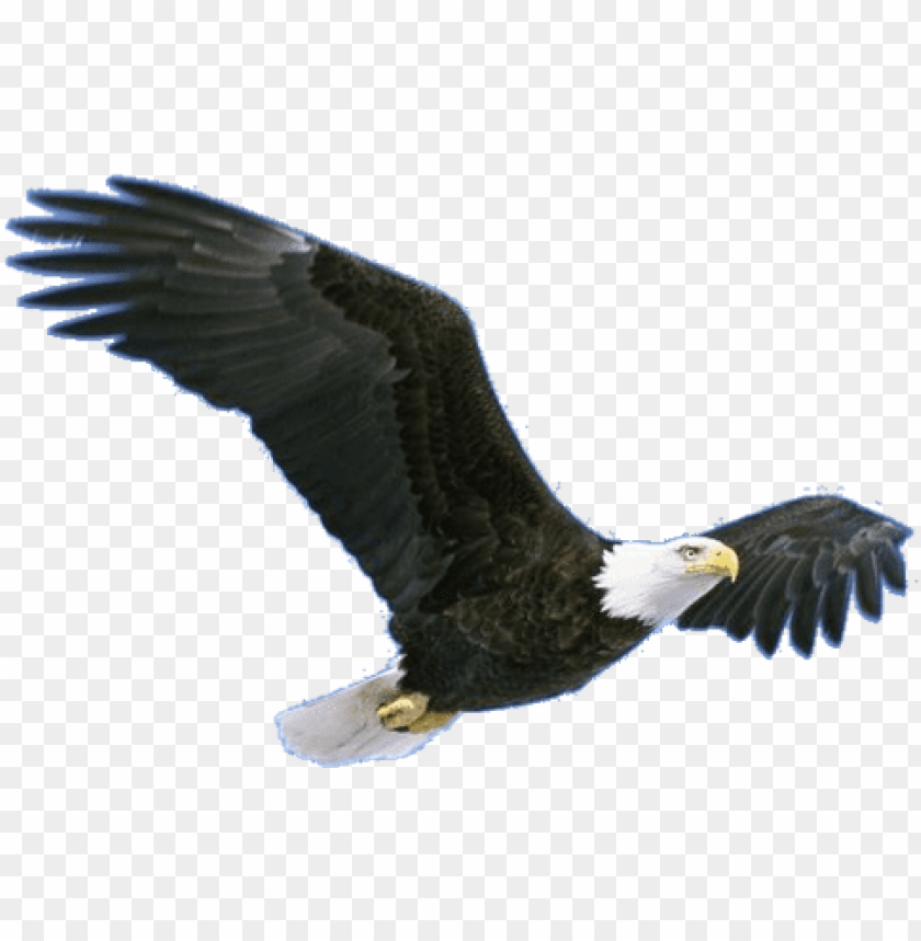 bald eagle, superman flying, flying cat, american eagle, eagle globe and anchor, eagle silhouette