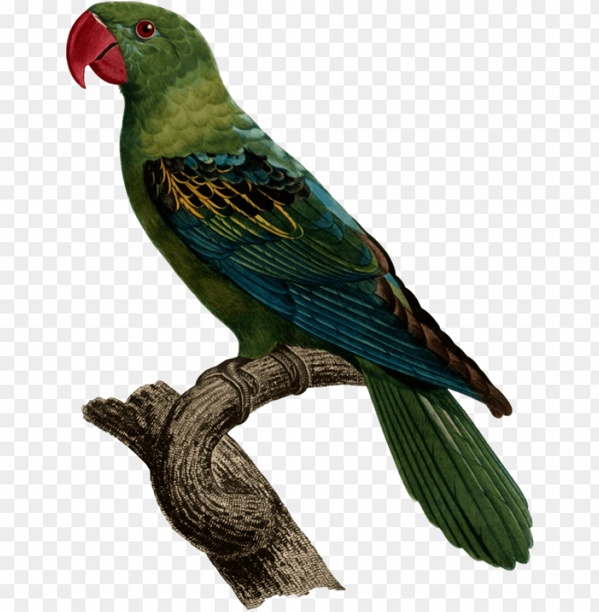 free PNG bird great billed parrot blue naped parrot vertebrate - burung betet kelapa paruh besar PNG image with transparent background PNG images transparent