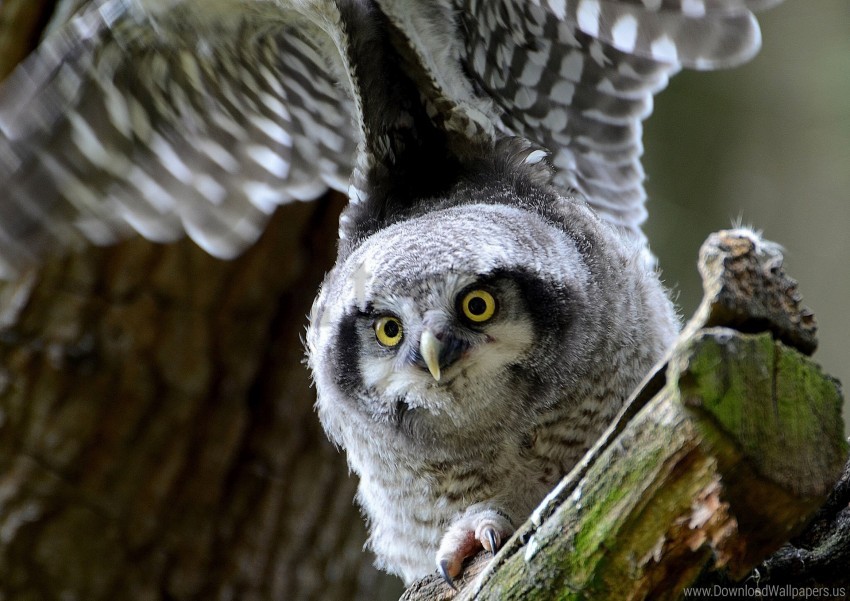 bird hawk owl look owl predator wallpaper background best stock photos - Image ID 148955