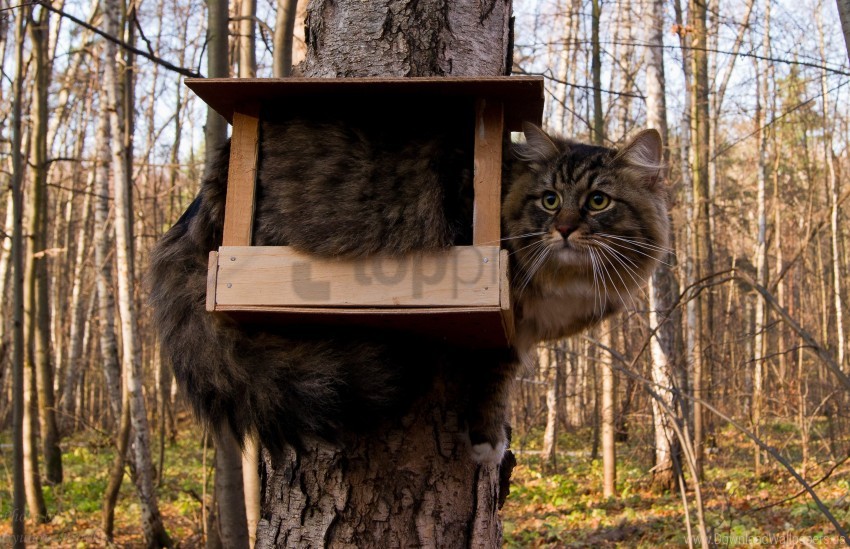 free PNG bird-house, cat, forest, funny, furry, sit, tree wallpaper background best stock photos PNG images transparent