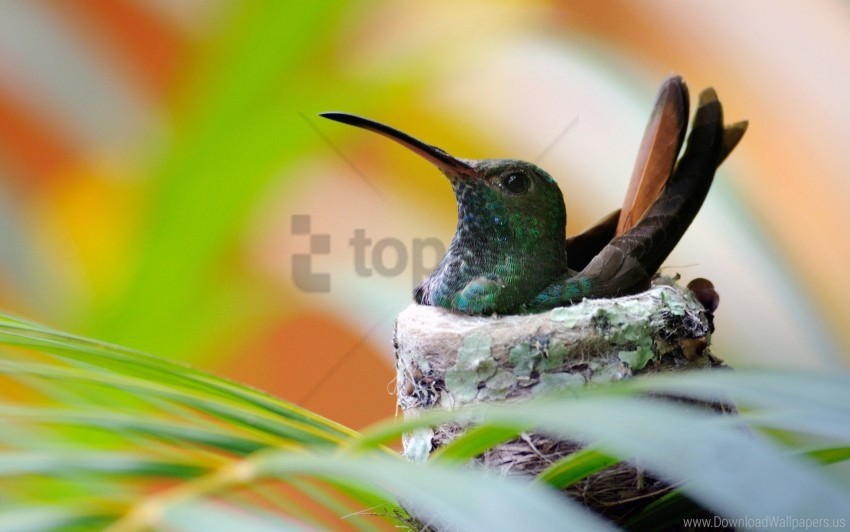 Bird Hummingbird Nest Wallpaper Background Best Stock Photos