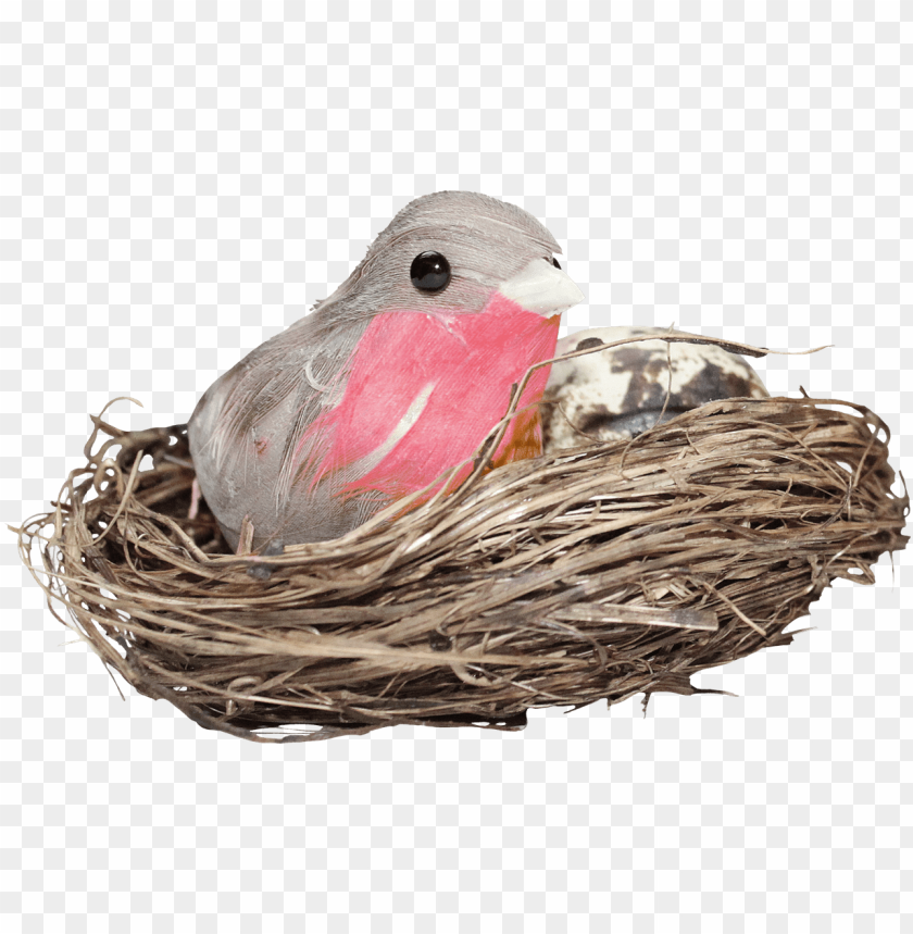 Bird In Nest PNG Transparent With Clear Background ID 89556
