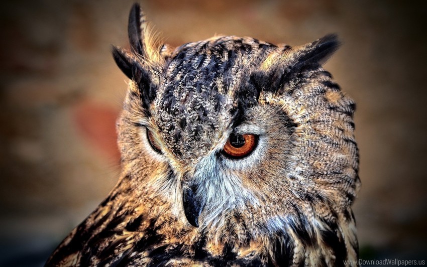 bird look owl predator wallpaper background best stock photos - Image ID 146878