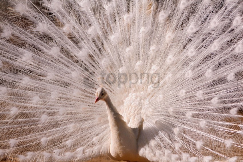 Bird Male Peacock Tail Wallpaper Background Best Stock Photos