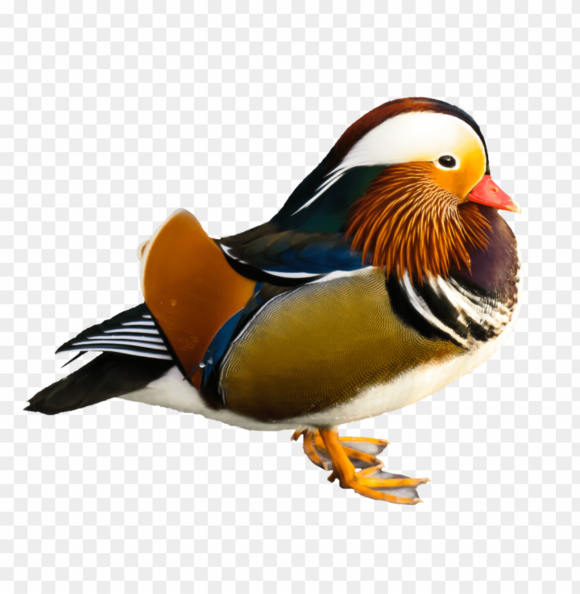 animals, ducks, bird mandarin duck, 