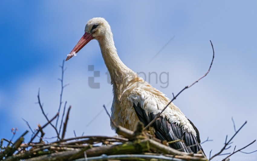 Bird Nature Nest Stork Wallpaper Background Best Stock Photos