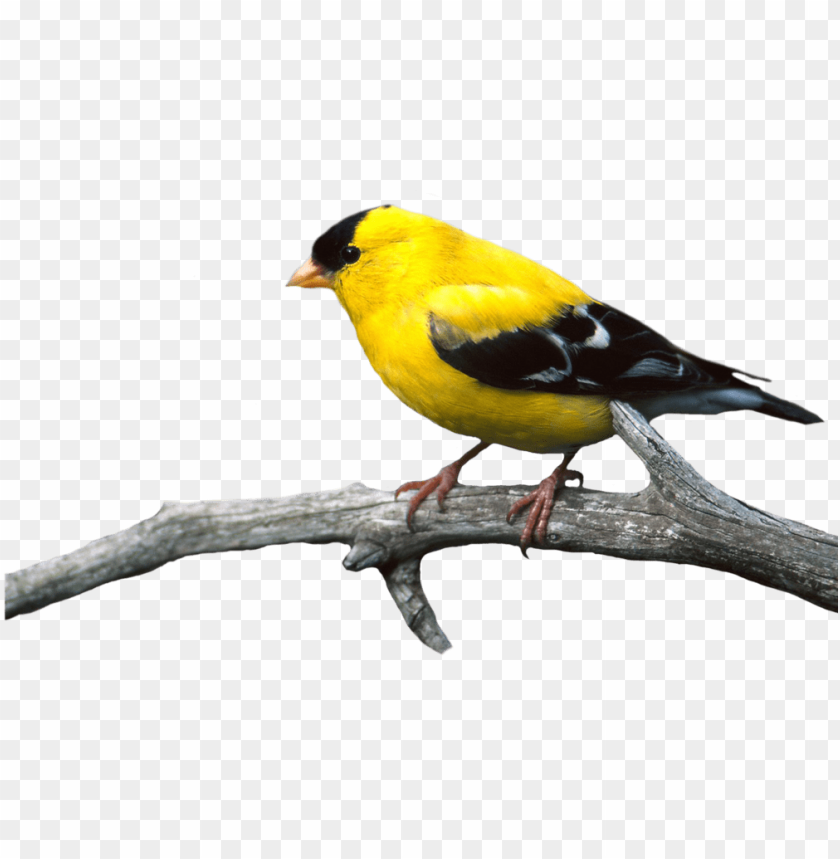 phoenix bird, twitter bird logo, big bird, bird wings, flappy bird pipe, bird