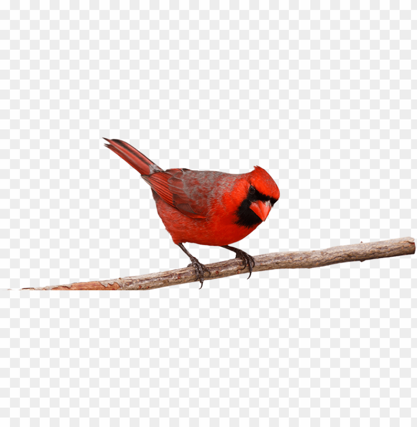 bird branch png