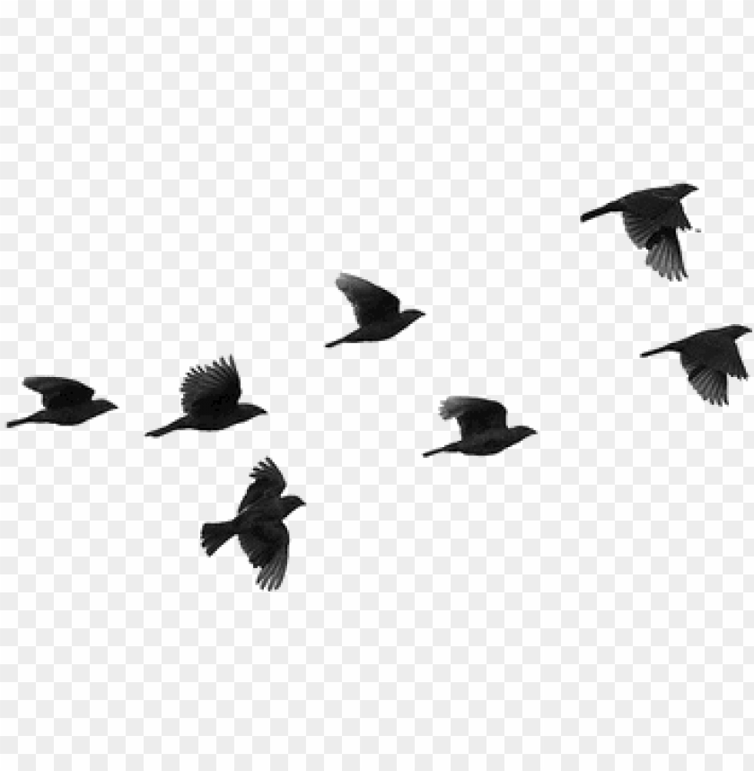 bird, overlay, and tumblr image - birds flying silhouette PNG image with  transparent background | TOPpng
