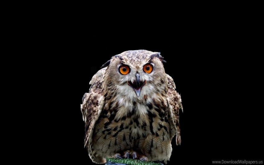 bird owl predator wallpaper background best stock photos - Image ID 146555