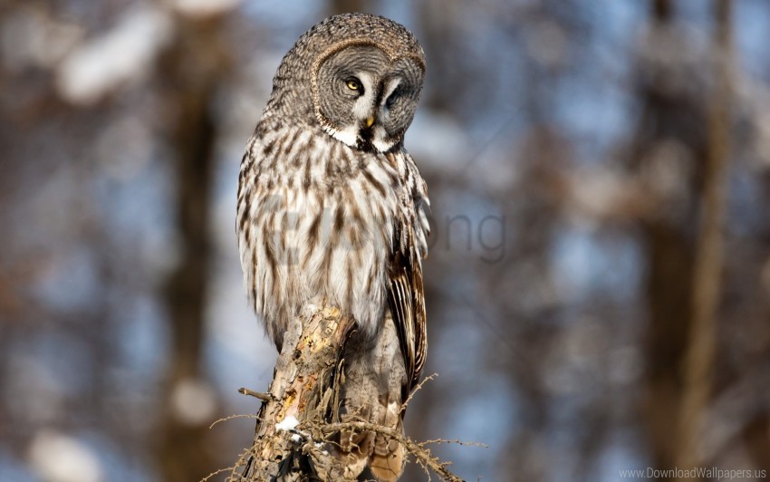 owl, bird, wildlife, nature, feathers, tree branch, forest