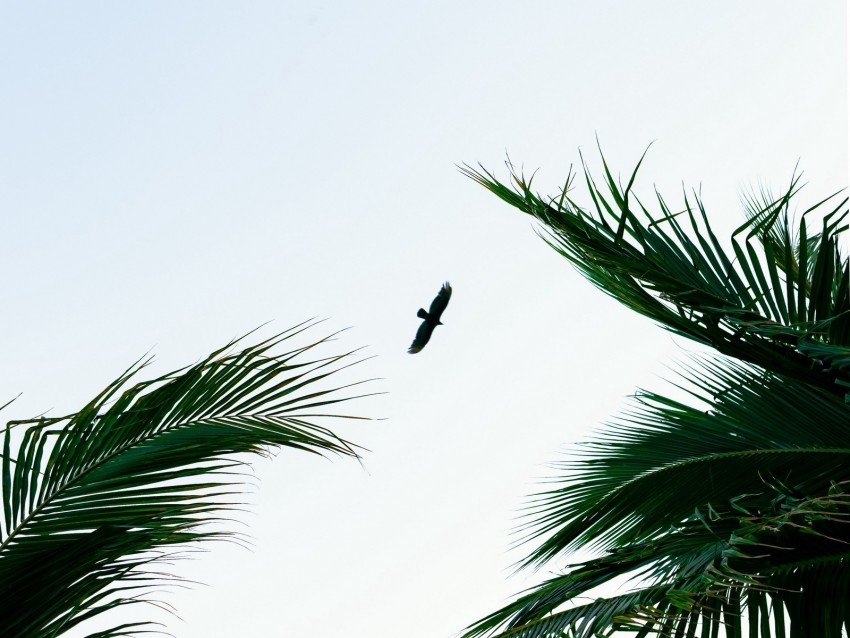 bird, palm trees, branches, sky, flight