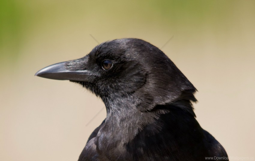 bird pro raven view wallpaper background best stock photos - Image ID 160915