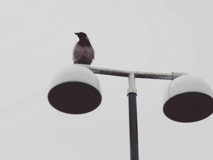 bird, raven, lantern, wet, minimalism