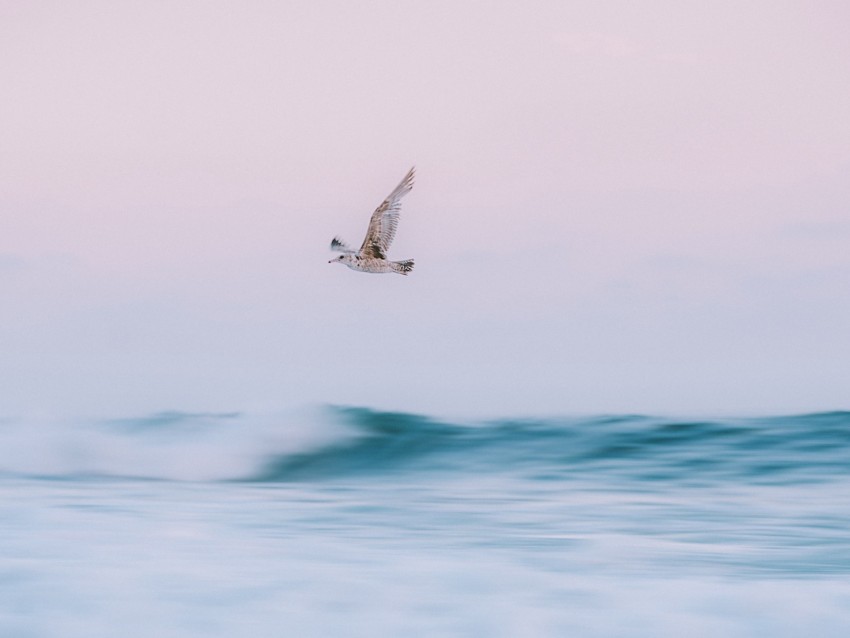 bird, sea, waves, water, fly
