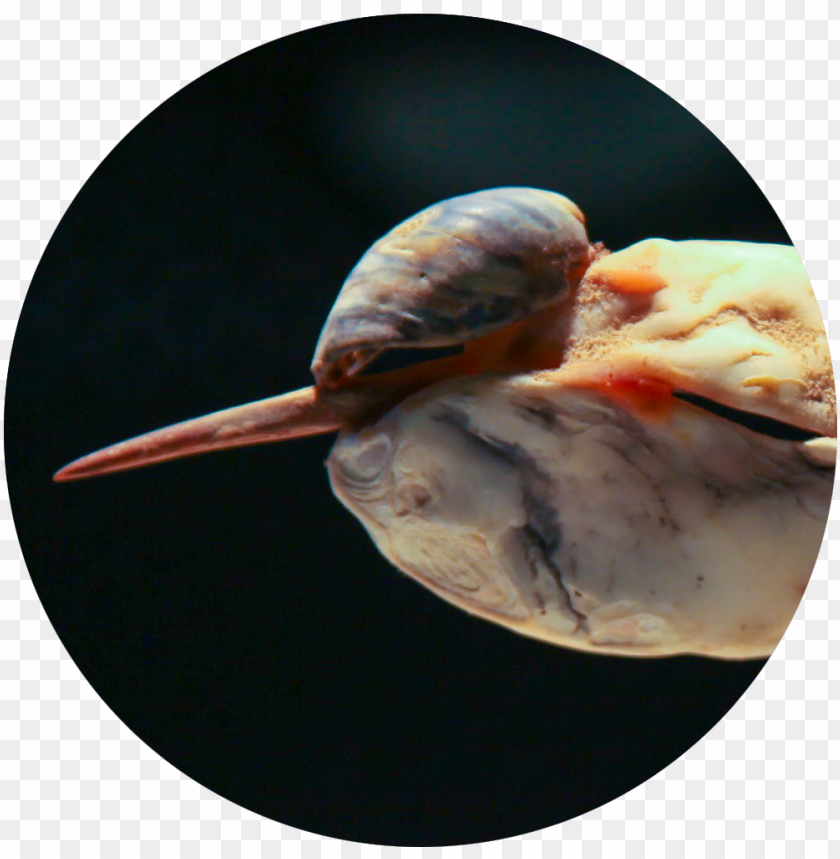 bird seashell icon nih PNG transparent with Clear Background ID 442382