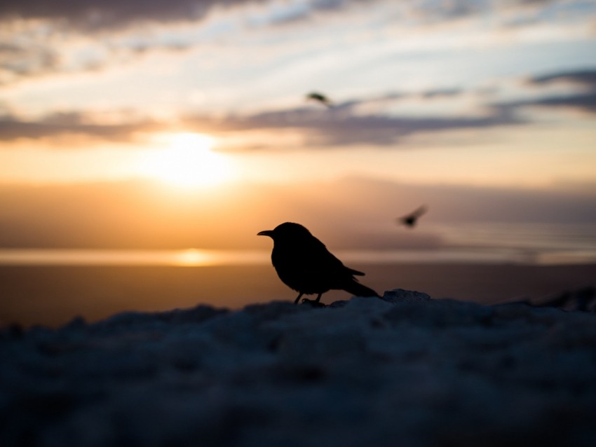 bird, silhouette, blur, outlines
