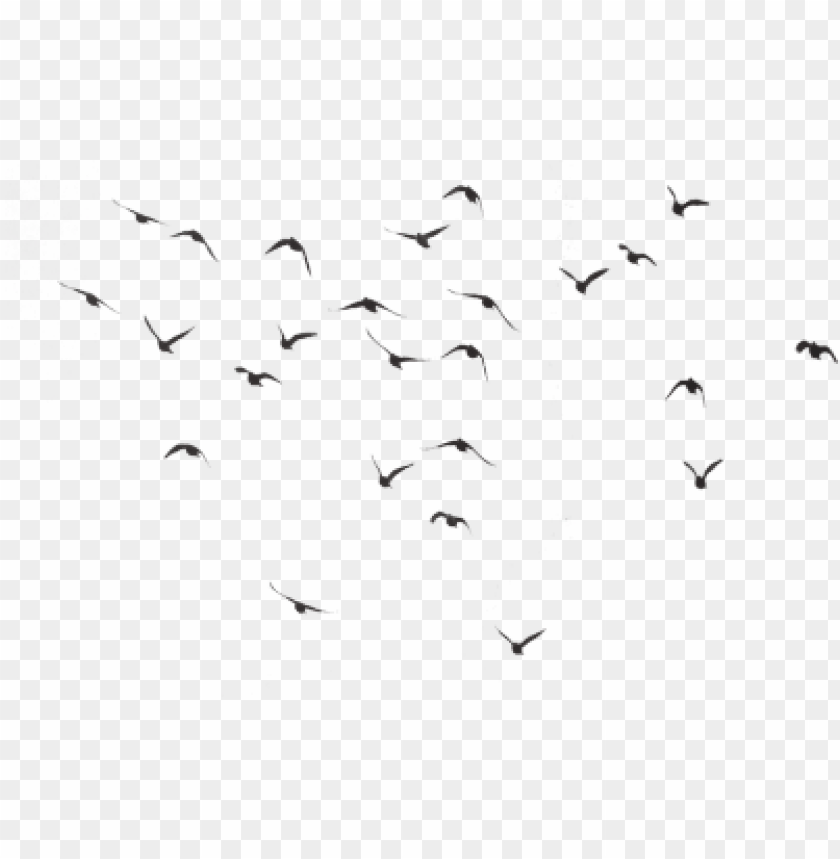 bird silhouette group - pigeons flying flock PNG image with transparent background@toppng.com