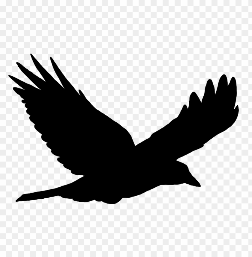 animals, birds, bird silhouettes, bird silhouette solo flying, 
