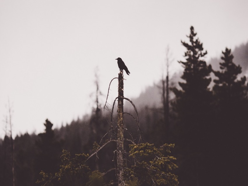 bird, tree, gloomy, broken, forest, lonely