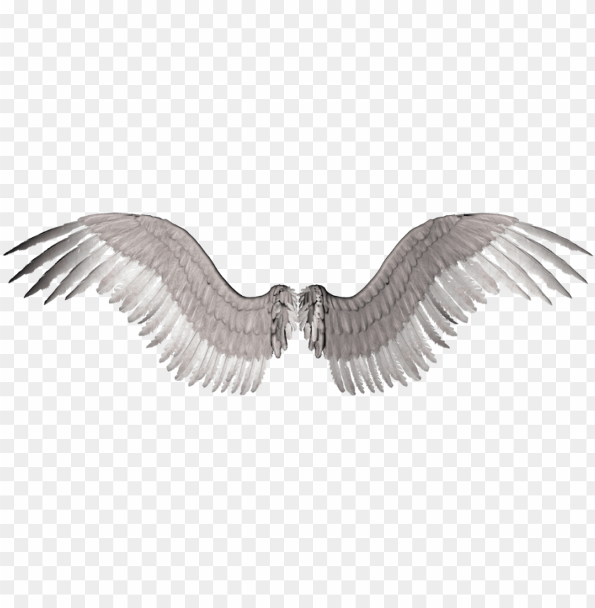 bird white wings hd PNG image with transparent background | TOPpng