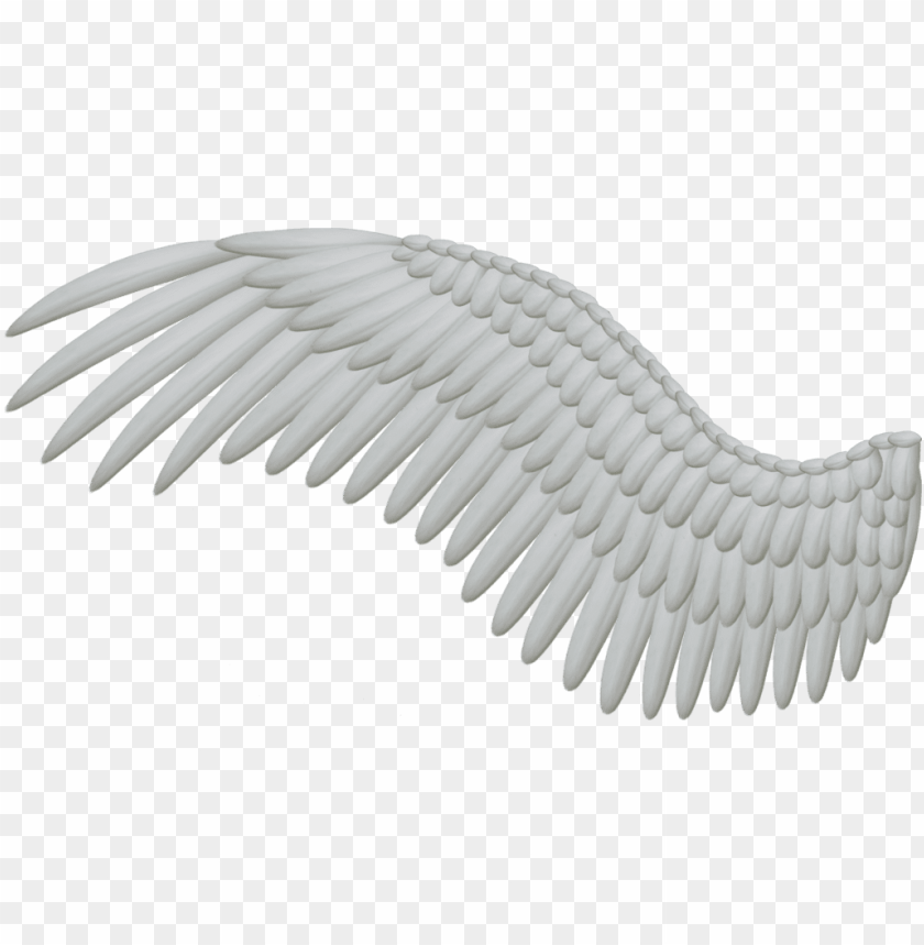 bird wings PNG image with transparent background@toppng.com