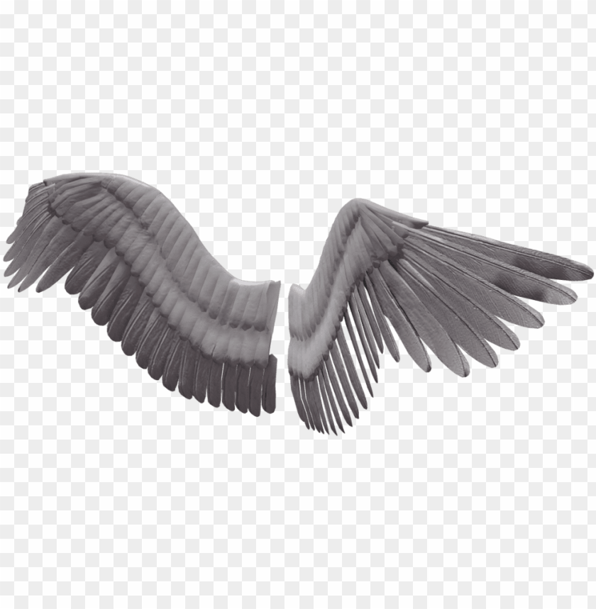 bird wings transparent background PNG image with transparent background@toppng.com