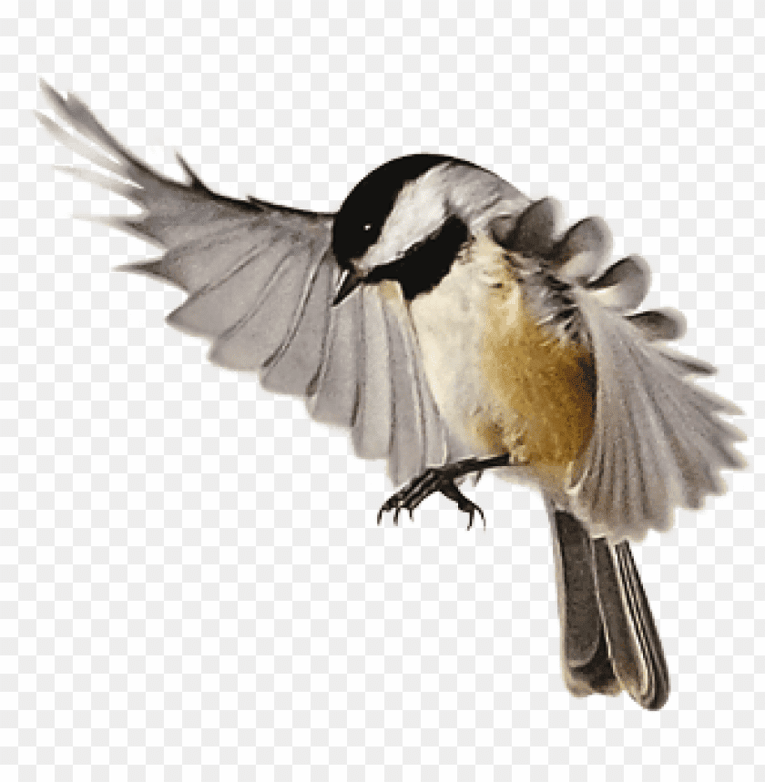 free PNG Download Birds png images background PNG images transparent