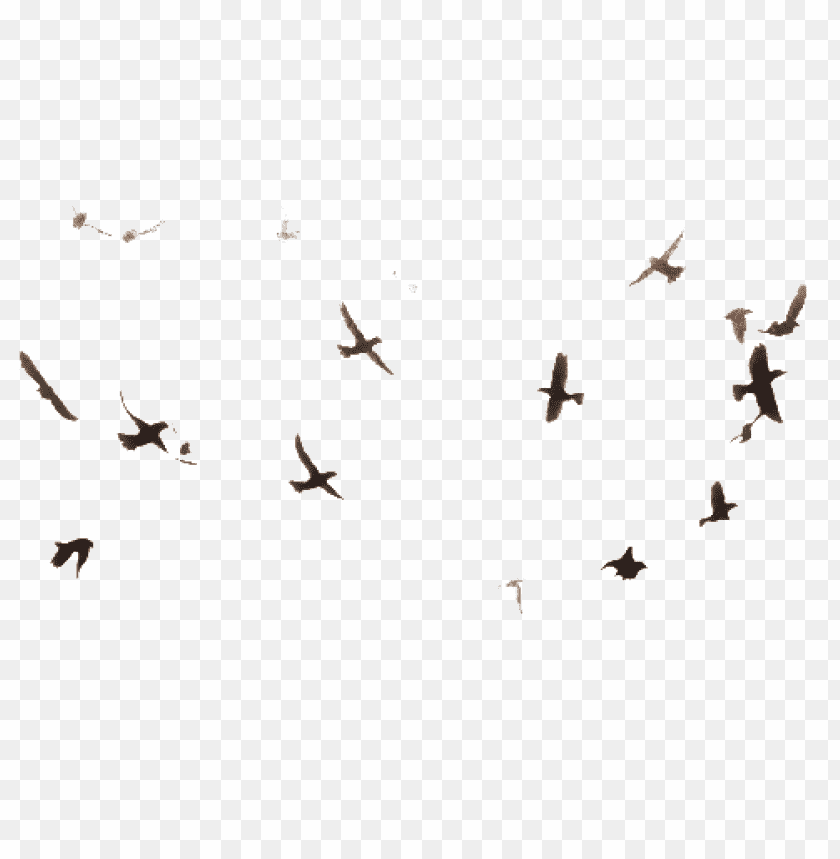birds png images background - Image ID 417