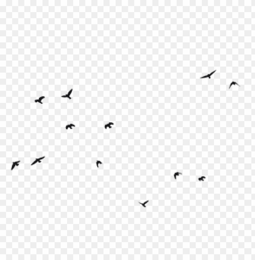 Download Bird  Png Images Background
