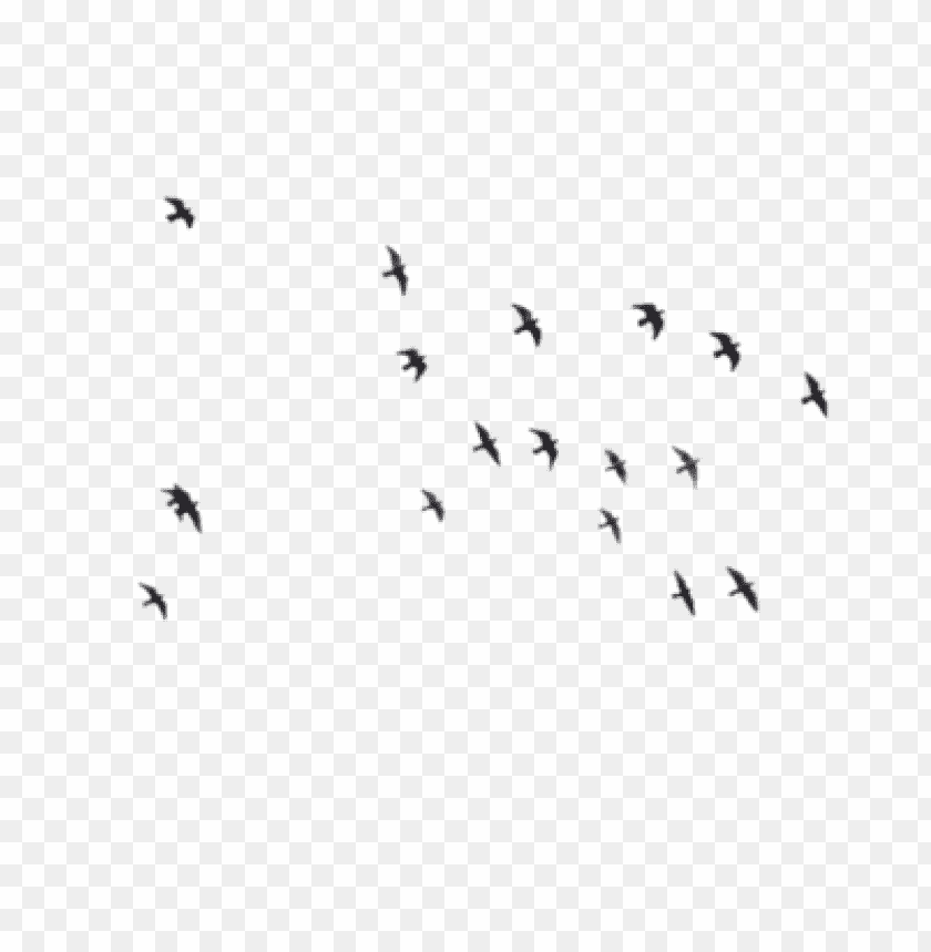 Birds Png Images Background - Image ID 420