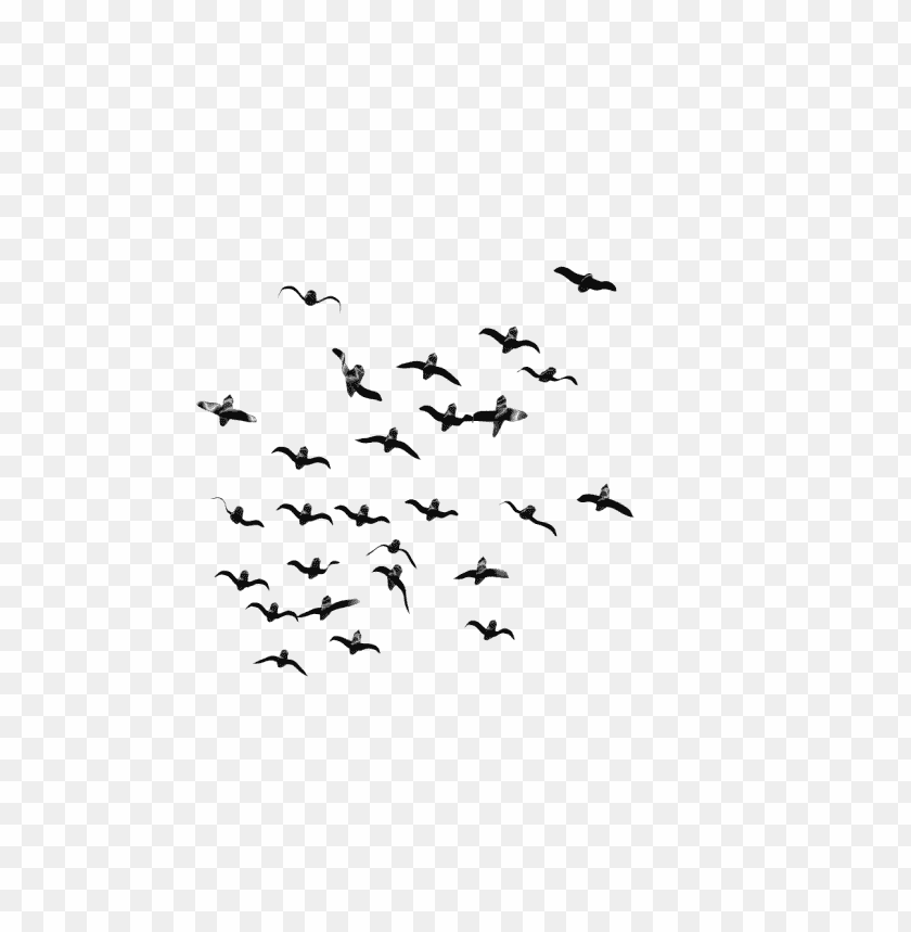 birds png images background - Image ID 441