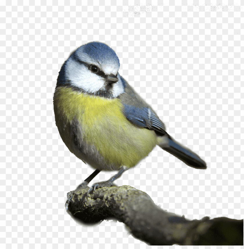 free PNG Download birds png images background PNG images transparent