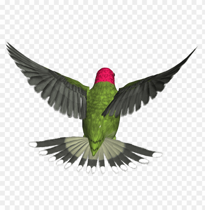 Download Birds Png Images Background