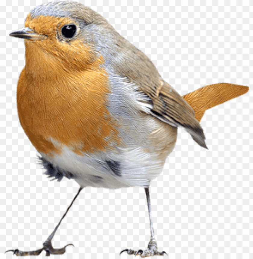 Download birds png images background