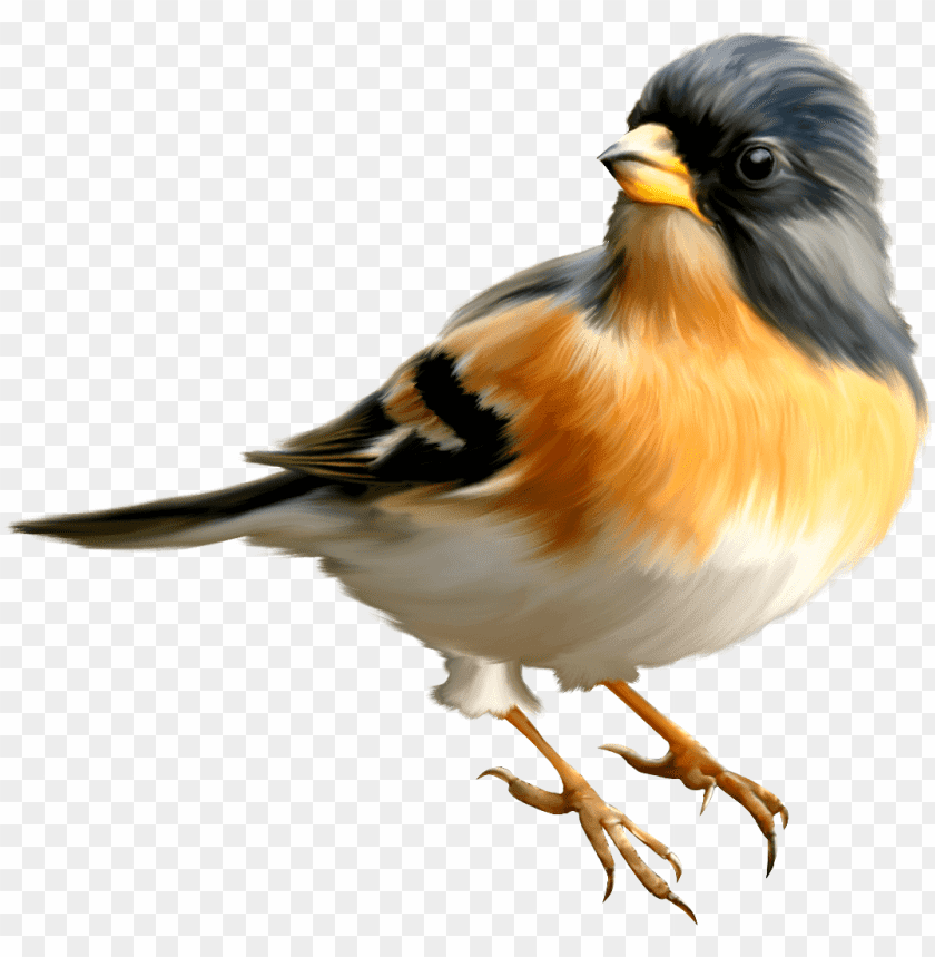 birds png images background - Image ID 487