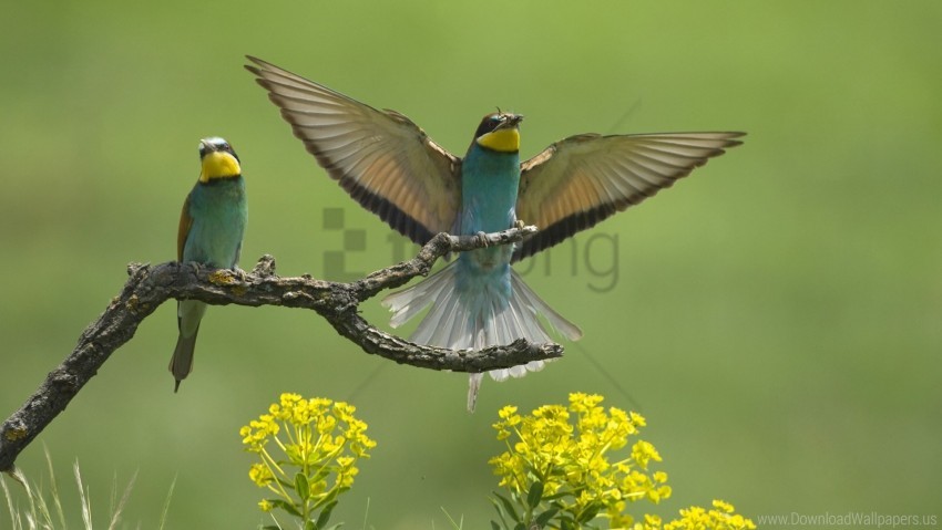birds branch couple flap flower wings wallpaper background best stock photos - Image ID 149897