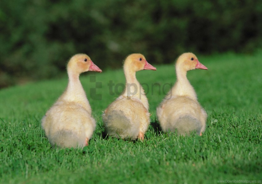 Birds Chicks Geese Goslings Wallpaper Background Best Stock Photos