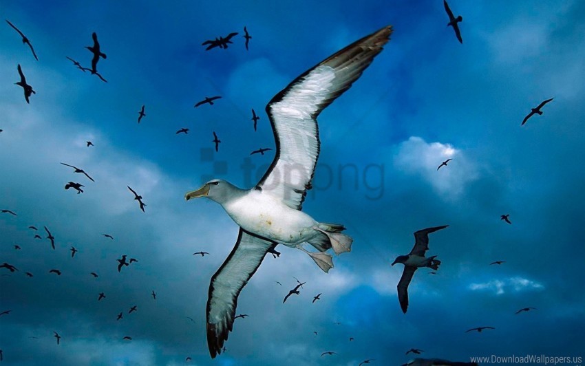 birds, clouds, flock, gulls, sea, sky wallpaper background best stock photos@toppng.com
